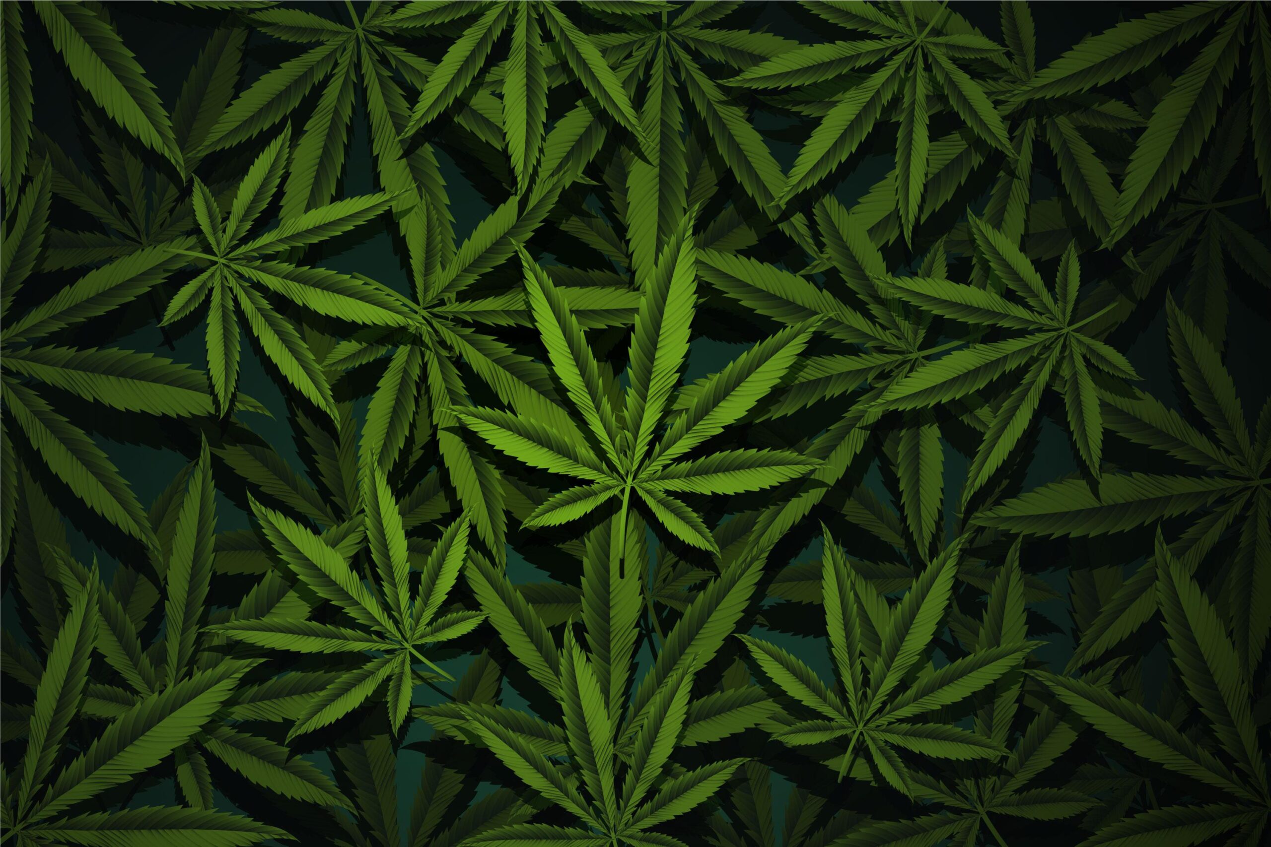 cannabis leaves