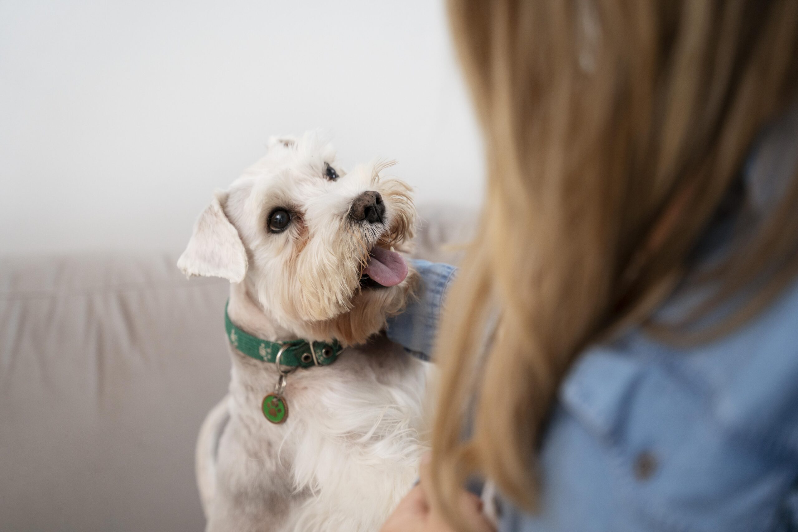 cbd and dogs